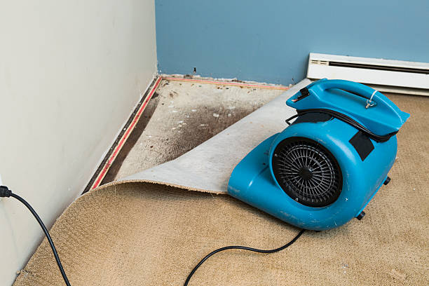 Best Water damage contractors near me  in Wellsville, MO